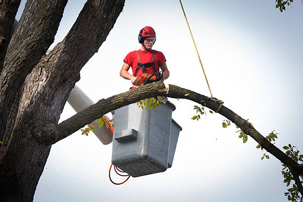 Why Choose Our Tree Removal Services in Wildwood, FL?